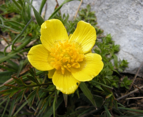 Ranunculus millefoliatus